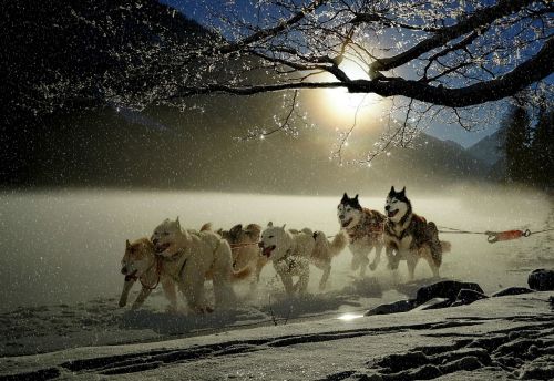 dogs huskies animal