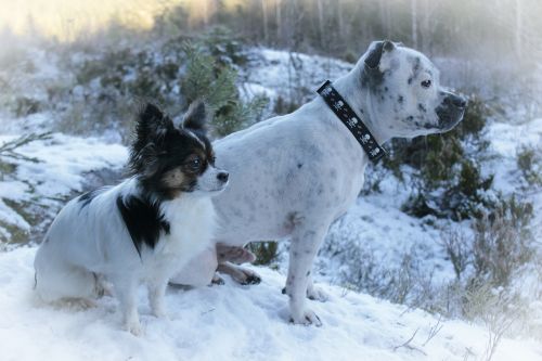 dogs chihuahua english staffordshire