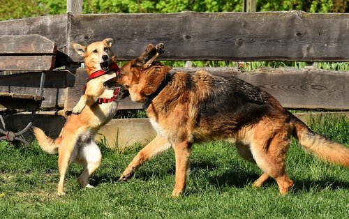 dogs  play  romp