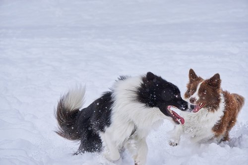 dogs  snow  collie
