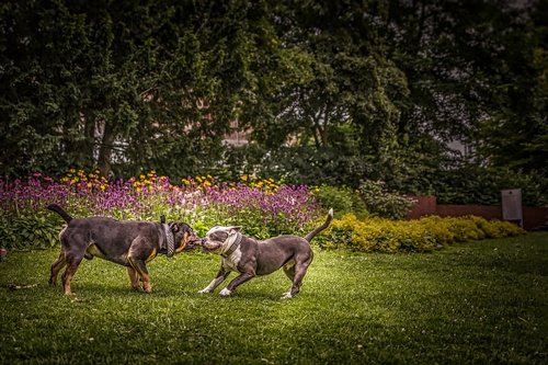 dogs  playing  pet