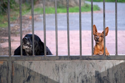 dogs  fence bars  friendship