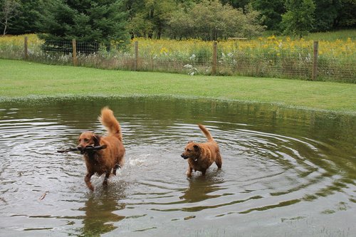 dogs  pond  water