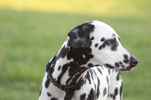 dogs  dalmatian  outdoor