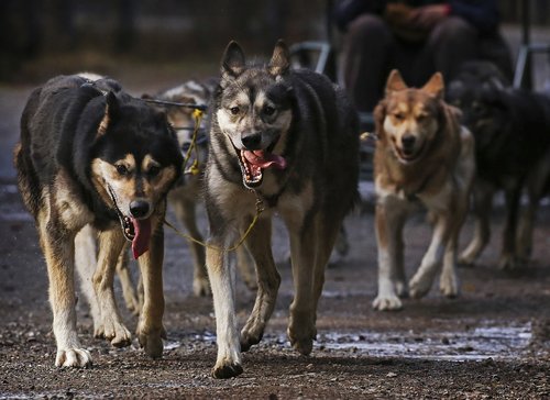 dogs  sled  team