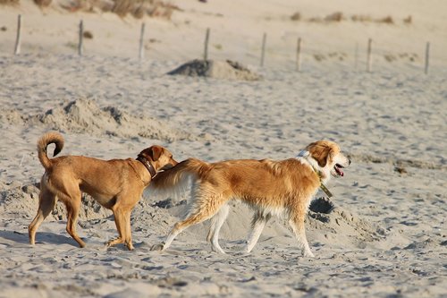dogs  beach  sand