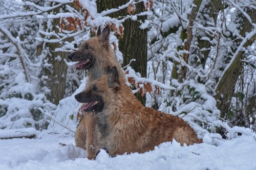 dogs  snow  animal