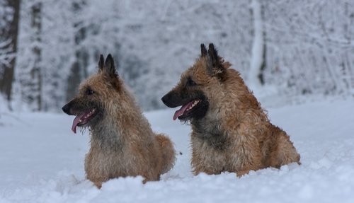 dogs  snow  animal