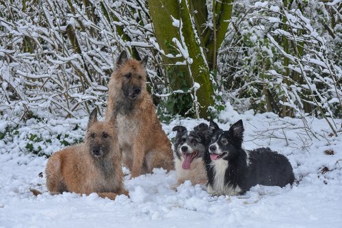 dogs  snow  winter