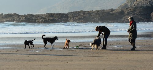 dogs  playing  beach