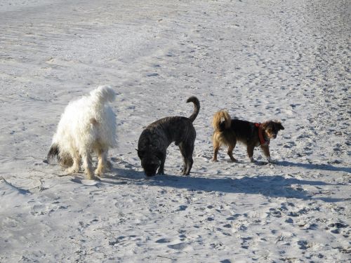dogs beach friends