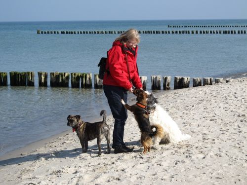 dogs feeding beach
