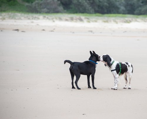 dogs  beach  offlead