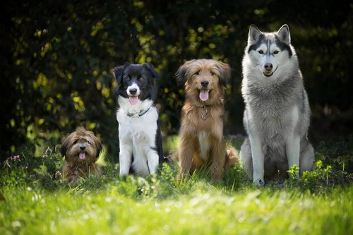 dogs  puppy  border collie