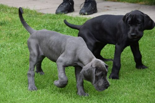 dogs puppies great danes