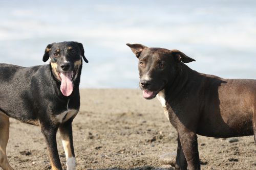 dogs beach animals