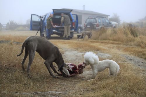 dogs hunting carcass
