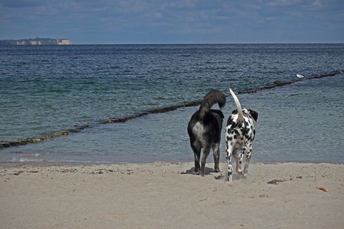 dogs friends beach