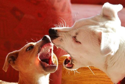 dogs dominance behavior dog bite