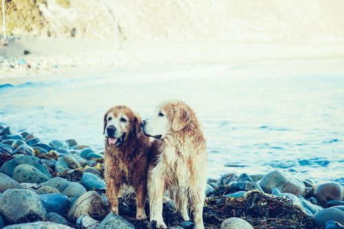 dogs beach coast