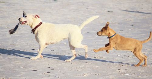 dogs beach fun
