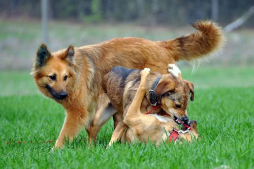 dogs play meadow