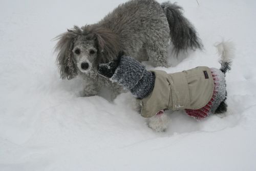 dogs snow the poodle