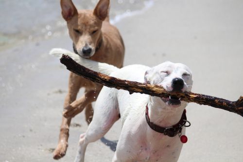 dogs batons play