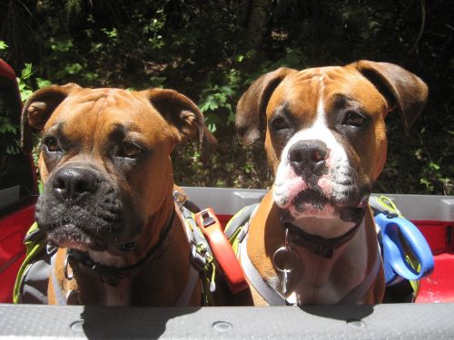 dogs boxer dog brothers