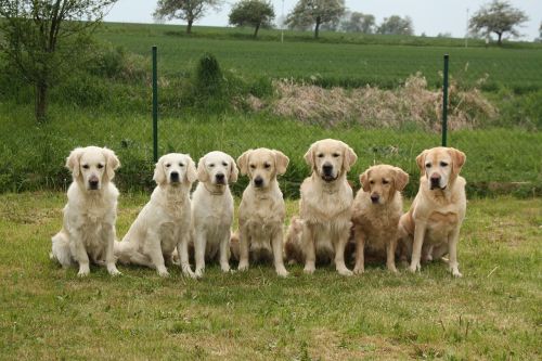 dogs golden retriever pack