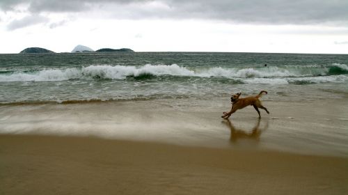 dogs beach running