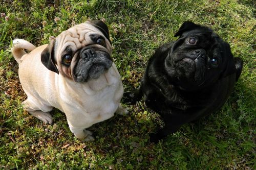 dogs pugs cute