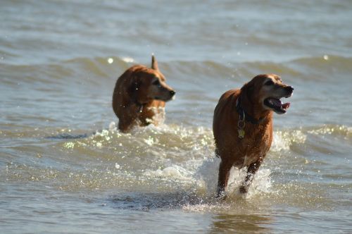 dogs sea water