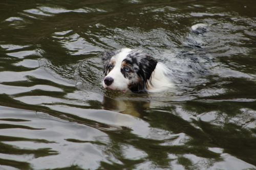 dogs dog in the water swim