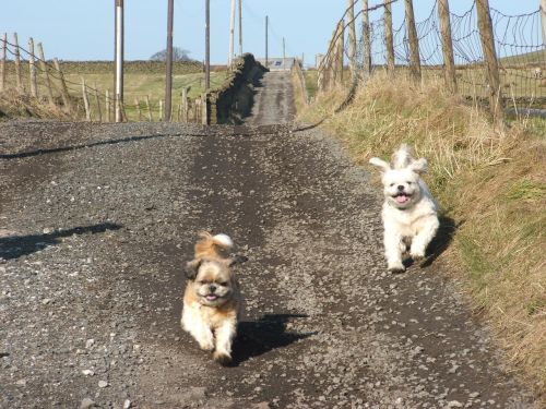 dogs playful running