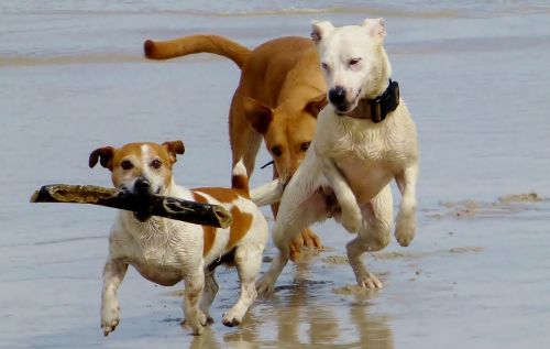 dogs beach play