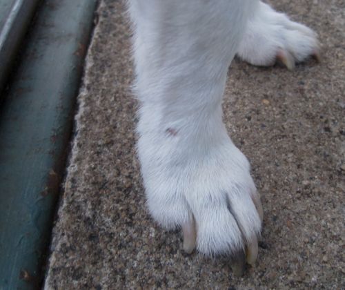 Dog&#039;s Leg