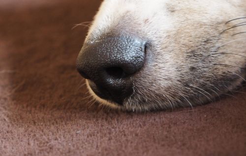 dog's nose snout pet