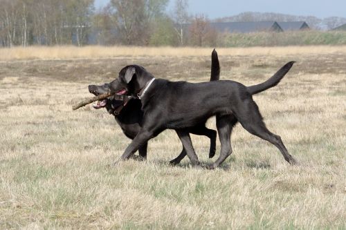dogs playing dog labrador