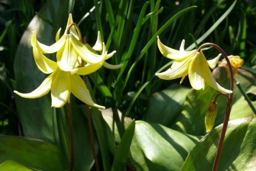 dog's tooth violet yellow flower