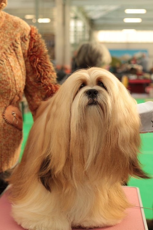 dogshow  lhasa apso  dog