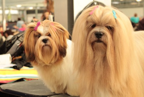 dogshow  lhasa apso  dog