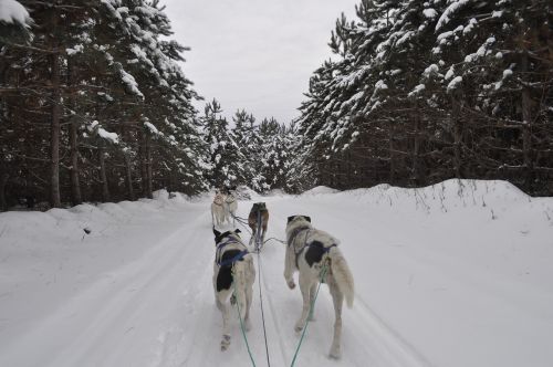 dogsled winter snow
