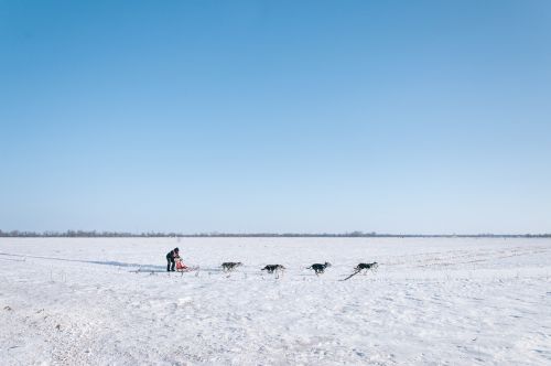 dogsled winter canine
