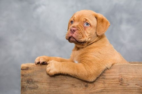 dogue de bordeaux puppy dog