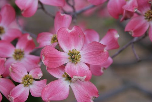 magnolia dogwood blooms