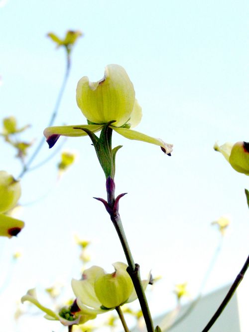 dogwood flower tree