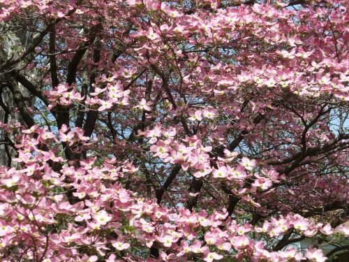 dogwood tree trunk