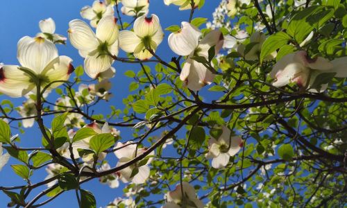 dogwood white flowers arboretum