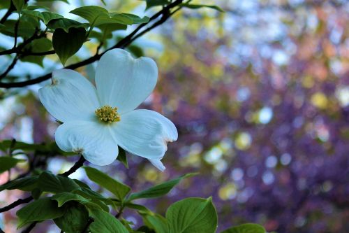 dogwood spring bloom